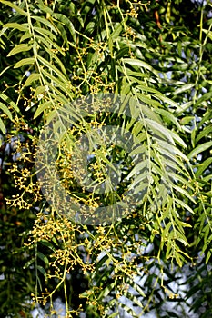 Schinus molle, Peruvian pepper, Californian pepper tree