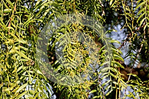 Schinus molle, Peruvian pepper, Californian pepper tree