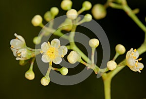 Schinus molle, Peruvian pepper, Californian pepper tree