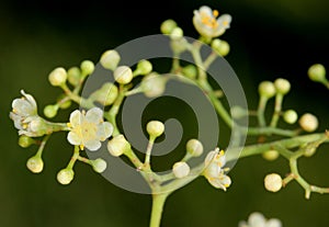 Schinus molle, Peruvian pepper, Californian pepper tree