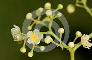 Schinus molle, Peruvian pepper, Californian pepper tree