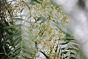 Schinus molle or Peruvian pepper, pale yellow flowers, carved leaves