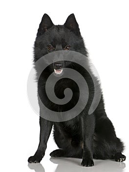 Schipperke ()