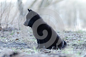 Schipperke charming puppy sits on the spring field