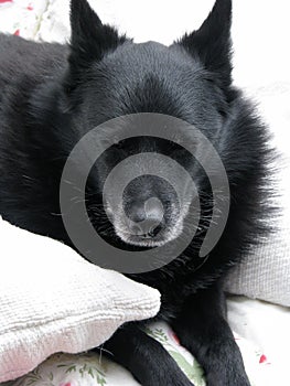 Old Schipperke dog relaxed with eyes closed.