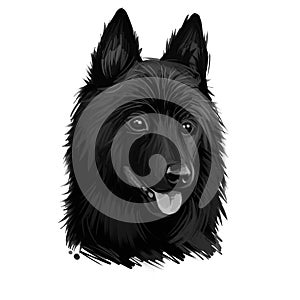 Schipperke dog portrait isolated on white. Digital art illustration of hand drawn web, t-shirt print and puppy food cover design.