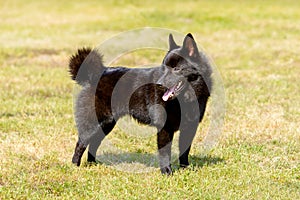 Schipperke looks back.