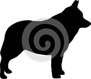 Schipperke silhouette black