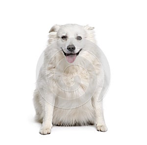 Schipperke, sitting in front of white background