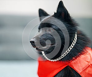 Schipperke super hero dog