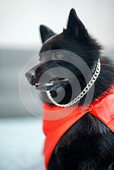 Schipperke super hero dog