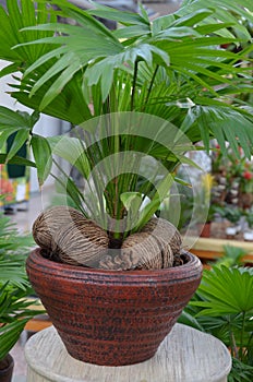 Schirmpalme, Livistona, The Livistona may not be the largest inner palm, but it is the most graceful of all photo