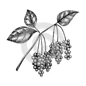 Schisandra. Adaptogenic plant illustration. Hand-sketched magnolia vine. Great for traditional medicine, perfume design, Ayurveda