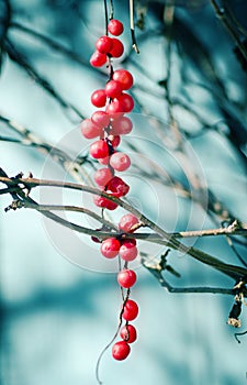 Schisandra berries