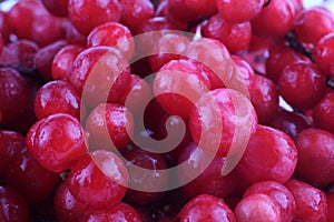 Schisandra chinensis background