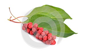Schisandra chinensis berries Isolated on white background photo