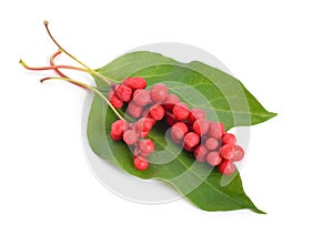 Schisandra chinensis berries Isolated on white background photo