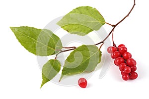 Schisandra chinensis branch with berries