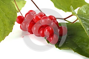 Schisandra chinensis branch with berries