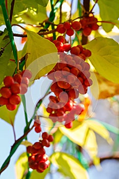 Schisandra chinensis or five-flavor berry on a branch. Fresh red ripe berries  in garden