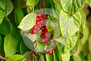 Schisandra chinensis or five-flavor berry on a branch. Fresh red ripe berries on green leaves in garden photo