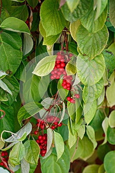 Schisandra chinensis or five-flavor berry on a branch. Fresh red ripe berries on green leaves in garden