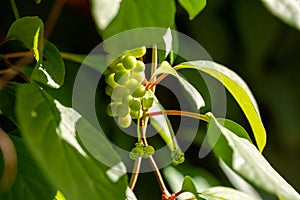 Schisandra chinensis or five-flavor berry on a branch. Fresh unripe green berries in garden