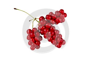 Schisandra chinensis or five-flavor berry. Fresh red ripe berry isolated on white background. selective focus