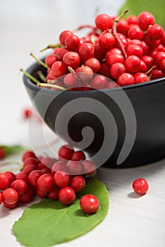 Schisandra chinensis Fruit and Berries