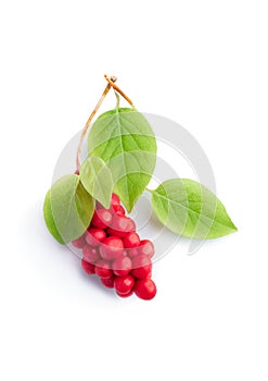 Schisandra Chinensis isolated on white background