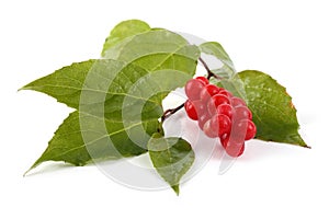 Schisandra chinensis on plant. Asian medicine use this plant