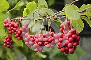 Ripe fruits of red schizandra with green leaves photo