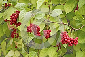 Schisandra hanging on branches in row. Ripe schizandra on liana in garden