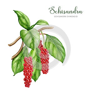 Schisandra medicinal plant twig with green leaves and berries. Watercolor illustration. Painted Schisandra chinensis