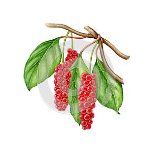 Schisandra plant branch with green leaves and red berries. Watercolor illustration. Hand drawn Schisandra chinensis