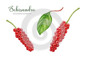 Schisandra plant fresh red berries and leaves set. Watercolor illustration. Hand drawn Schisandra chinensis medicinal