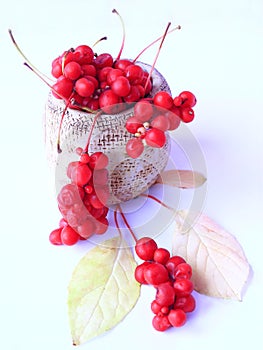 Schisandra red in ceramic bag. Red ripe schizandra in bucket. Five flavor berry photo