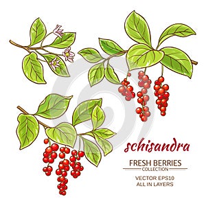 Schisandra vector set