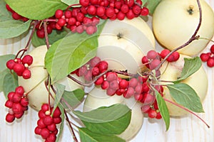 Schisandra and white apples. Still life with ripe schizandra and apples