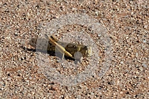 Schistocerca gregaria, a cricket photo