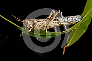 Schistocerca gregaria - the desert locust