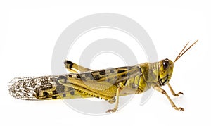 Schistocerca gregaria - the desert locust