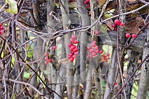 Schizandra chinensis vine with ripe fruits