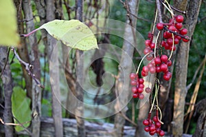 Schizandra chinensis vine with ripe fruits