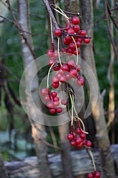 Schizandra chinensis vine with ripe fruits