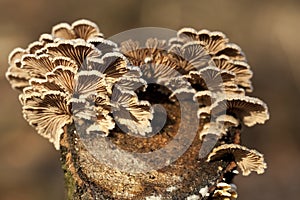 Schizophyllum commune