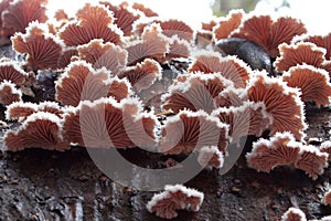 Schizophyllum commune