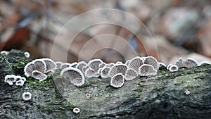 Schizophyllum commune fungus