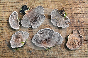 Schizophyllum commune fungus photo