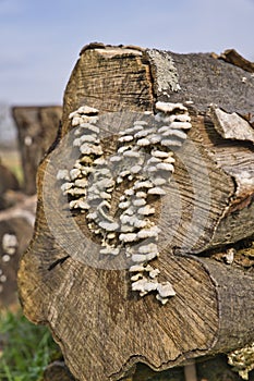 Schizophyllum commune, known as Gillies or Split Gills, photographed in March in Germany photo